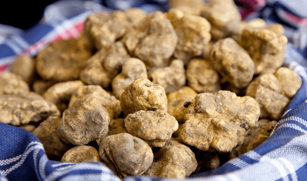  Black Truffle vs. White Truffle 